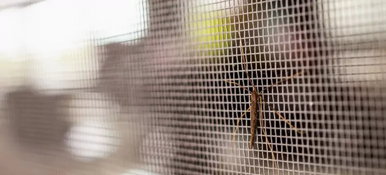 Repair Mosquito Mesh For Windows in Pinellas Park, FL